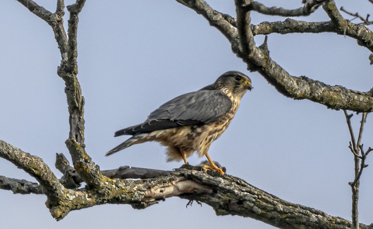 dvergfalk - ML645662893