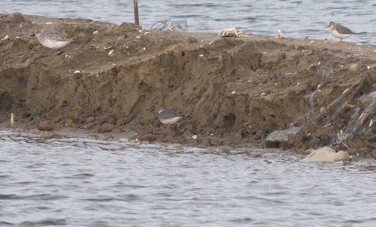 sibirvandresnipe - ML645662894