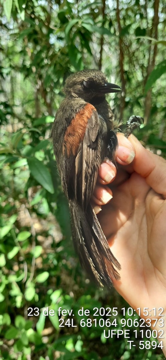 rødvingepiggstjert - ML645662898