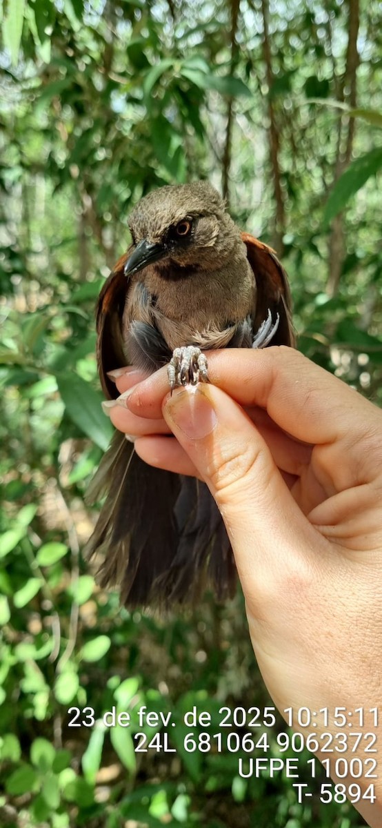 rødvingepiggstjert - ML645662899