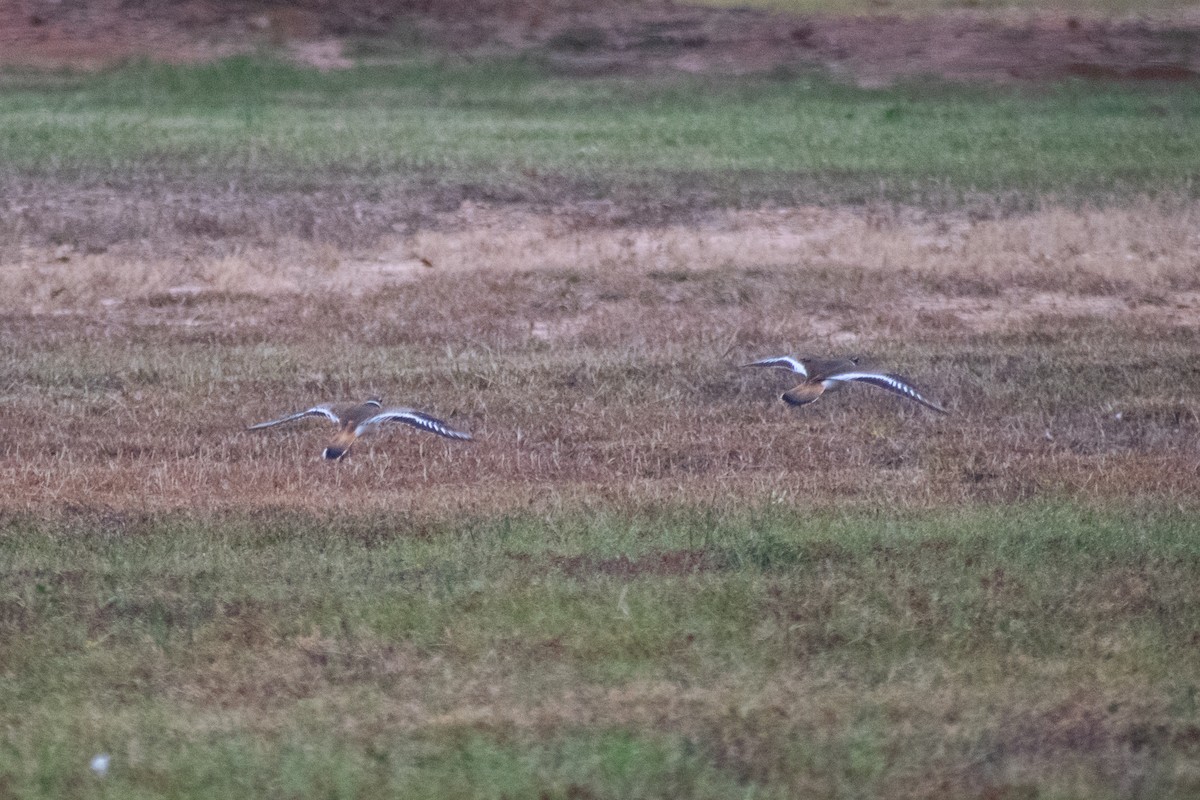 Killdeer - ML645662903