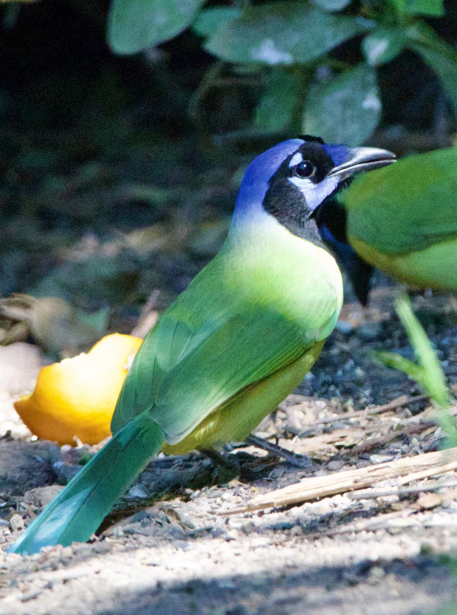 sojka zelenavá - ML645662910