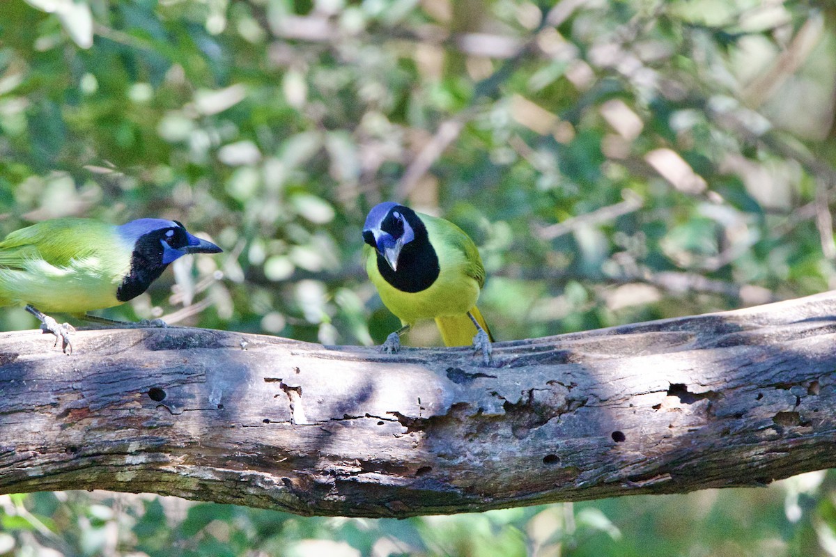 sojka zelenavá - ML645662911