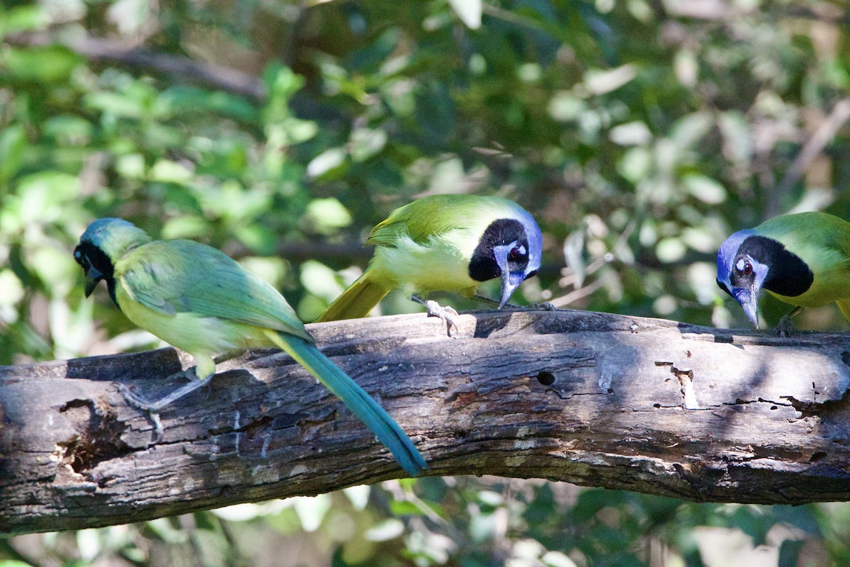 sojka zelenavá - ML645662912