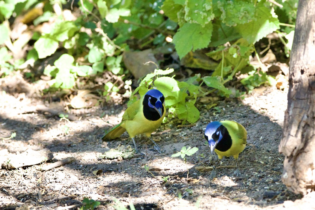 sojka zelenavá - ML645662913