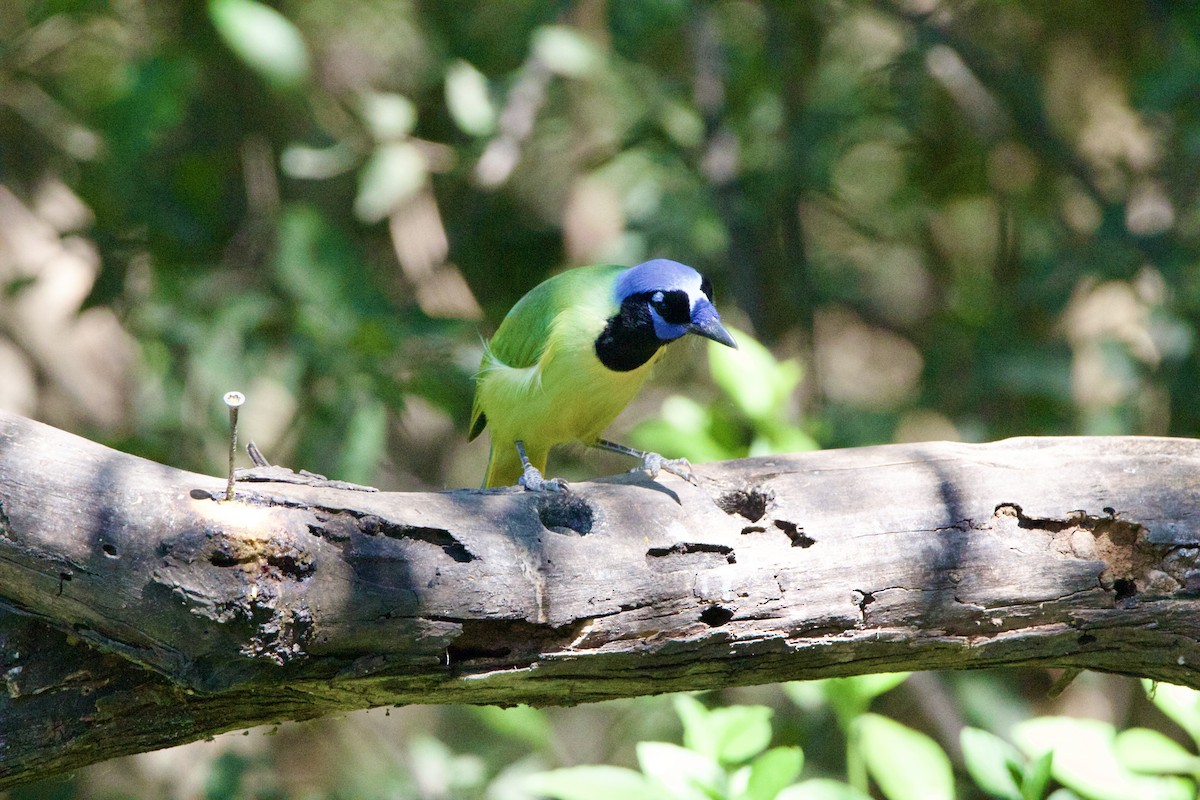 sojka zelenavá - ML645662914