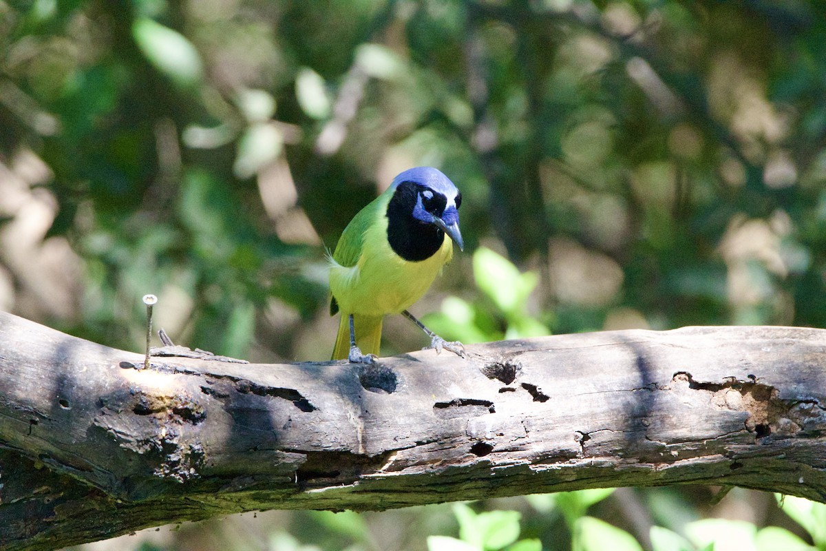 sojka zelenavá - ML645662915