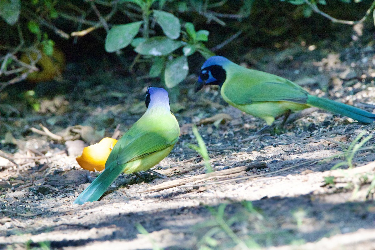 sojka zelenavá - ML645662916