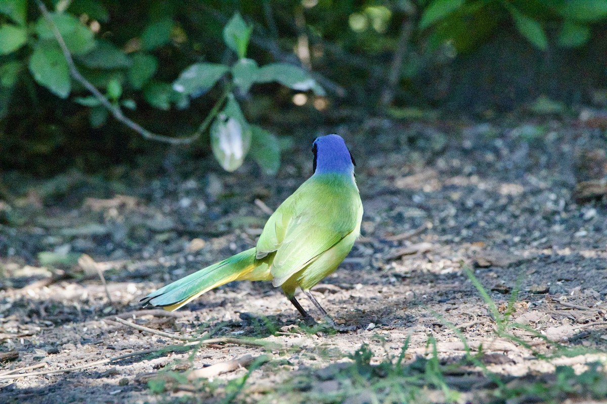 sojka zelenavá - ML645662917