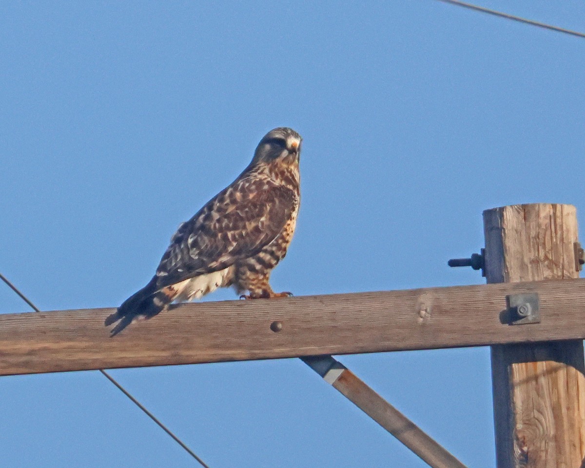 Rough-legged Hawk - ML645662918