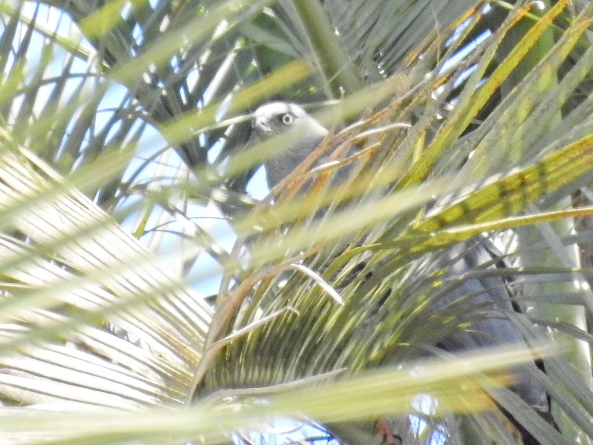 Crane Hawk - ML645662935