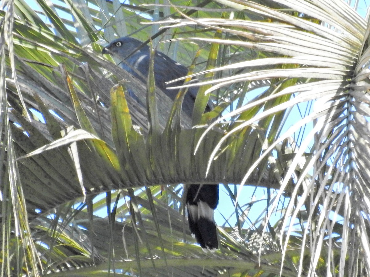 Crane Hawk - ML645662936