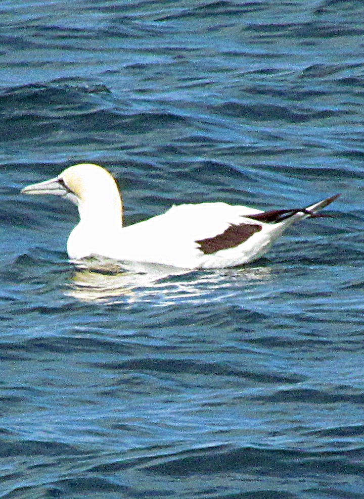 Australasian Gannet - ML645662937