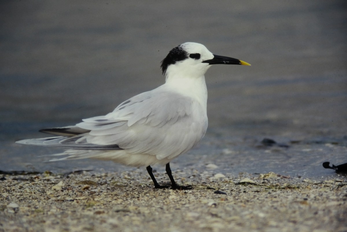 Sandwich Tern (Cabot's) - ML645662951