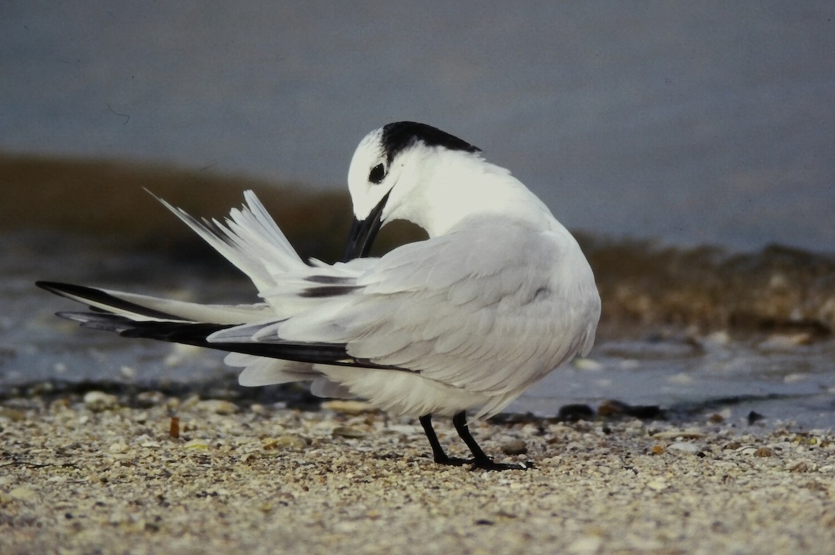 Sandwich Tern (Cabot's) - ML645662952