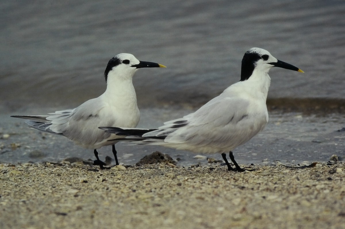 Sandwich Tern (Cabot's) - ML645662953