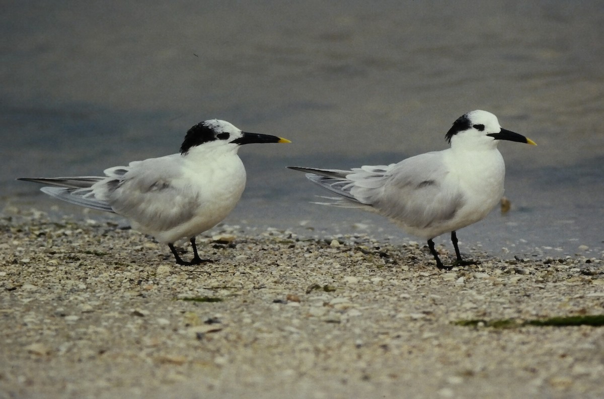 Sandwich Tern (Cabot's) - ML645662954