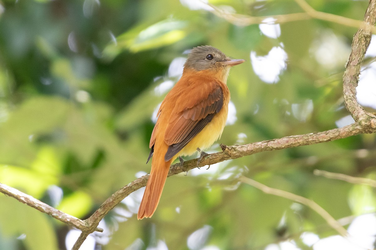 Rufous-tailed Attila - ML645662955