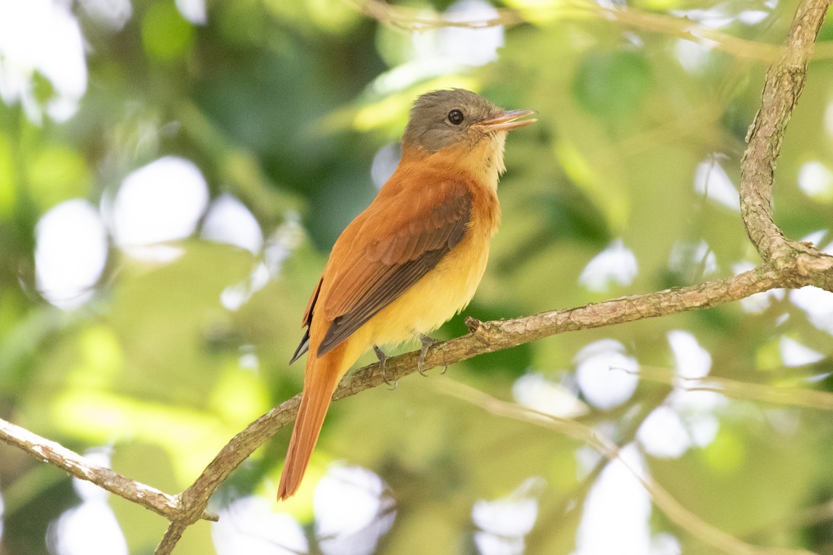 Rufous-tailed Attila - ML645662956