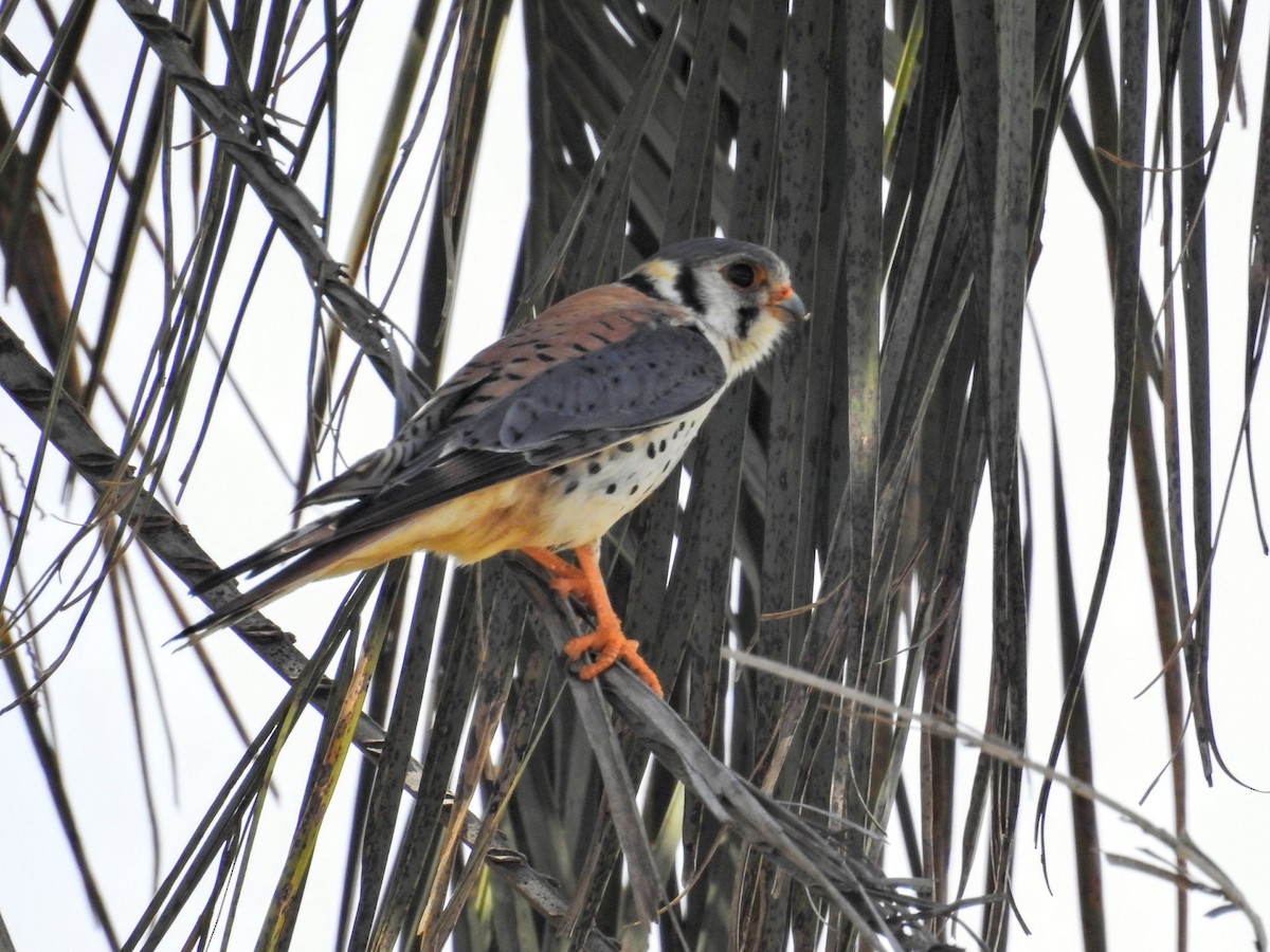 American Kestrel - ML645662957