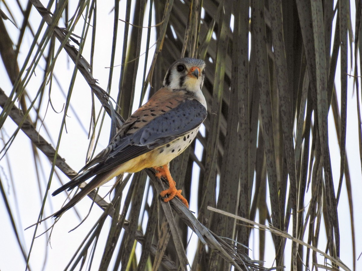 American Kestrel - ML645662958
