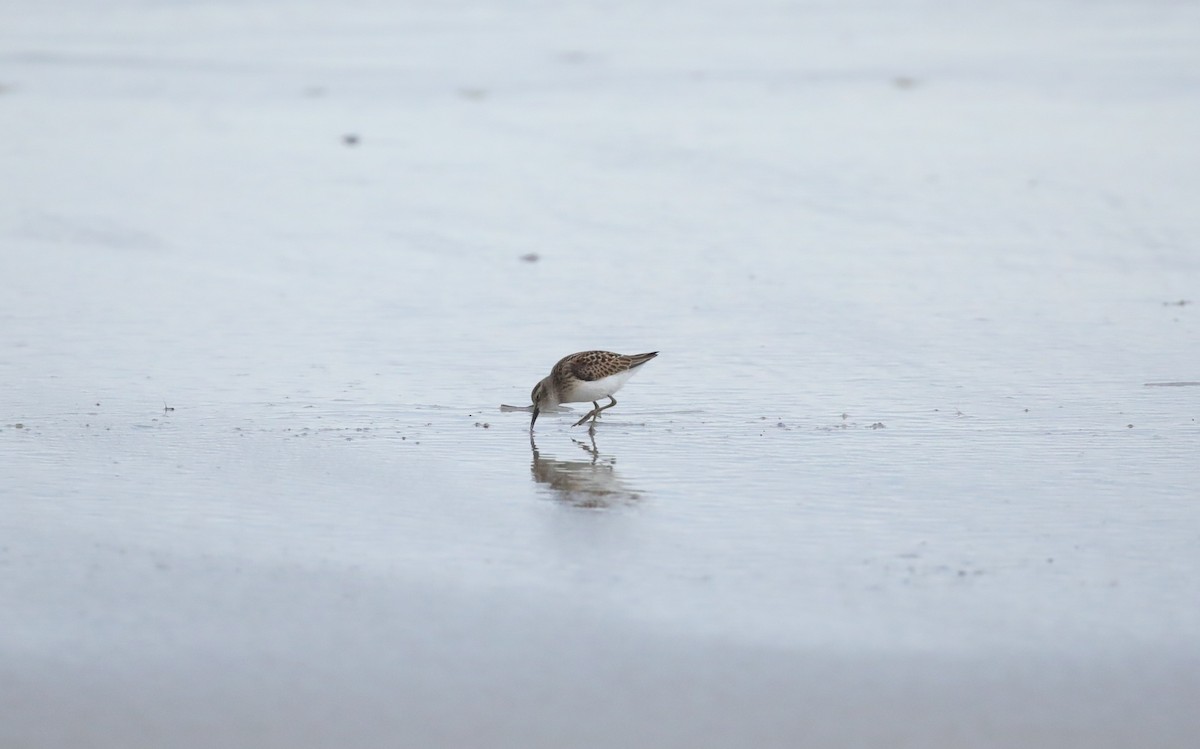 Gambecchio americano - ML645662962