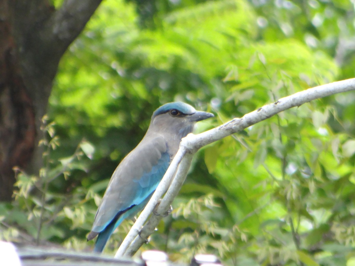 Indochinese Roller - ML645662963