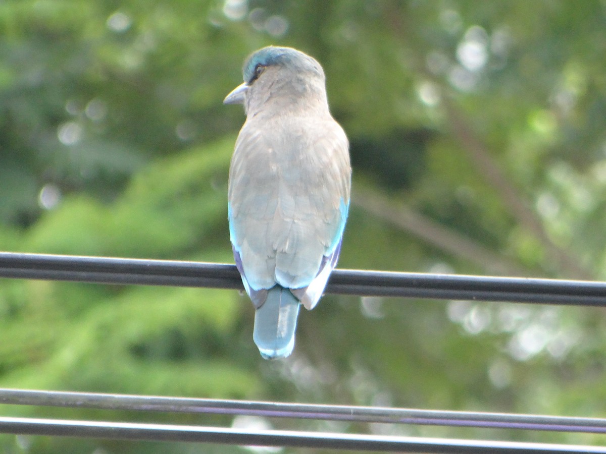 Indochinese Roller - ML645662964