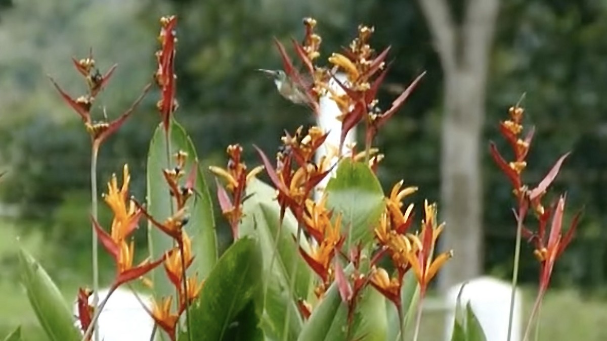 Amazilia Hummingbird - ML645662965