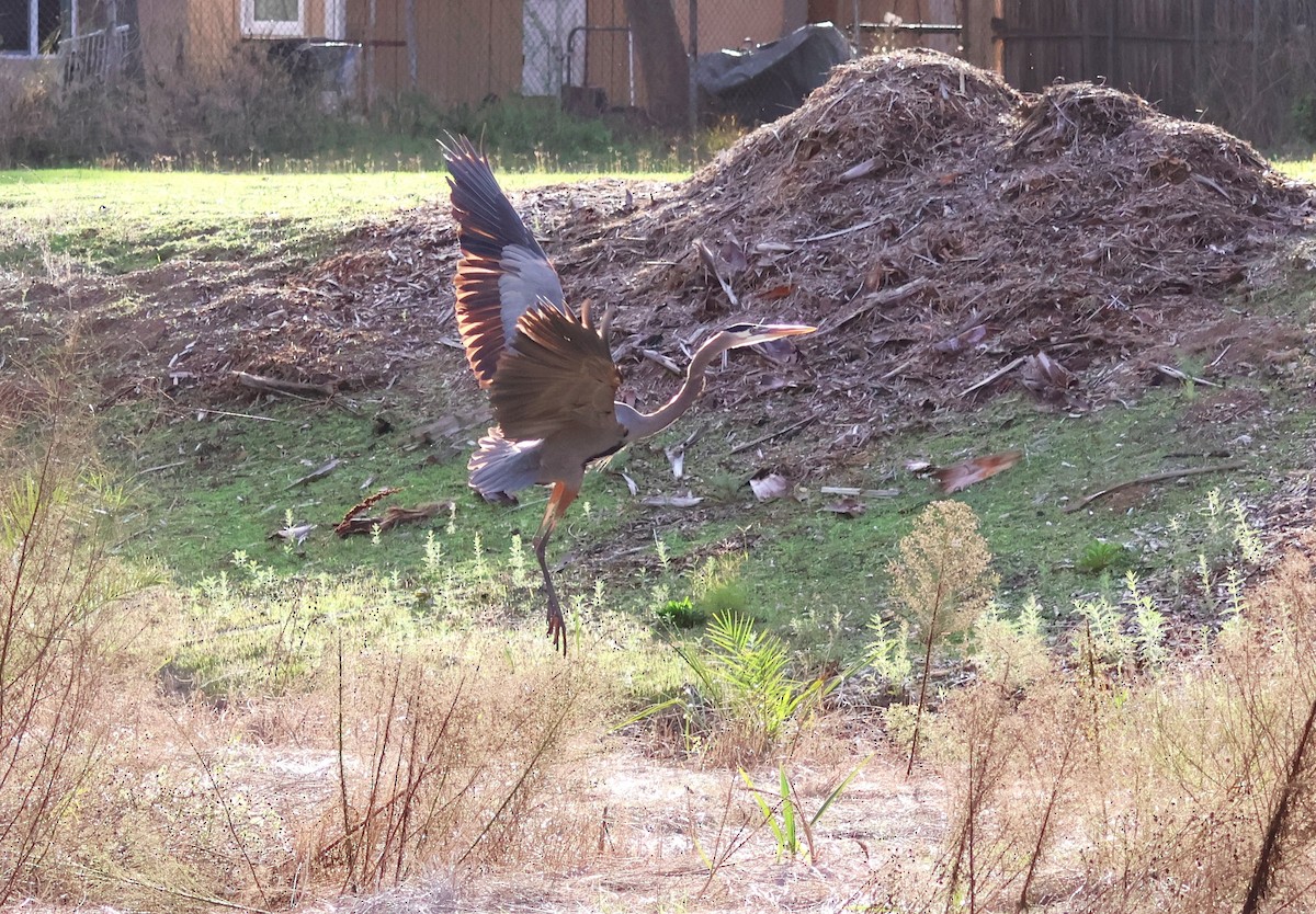 Great Blue Heron - ML645662966