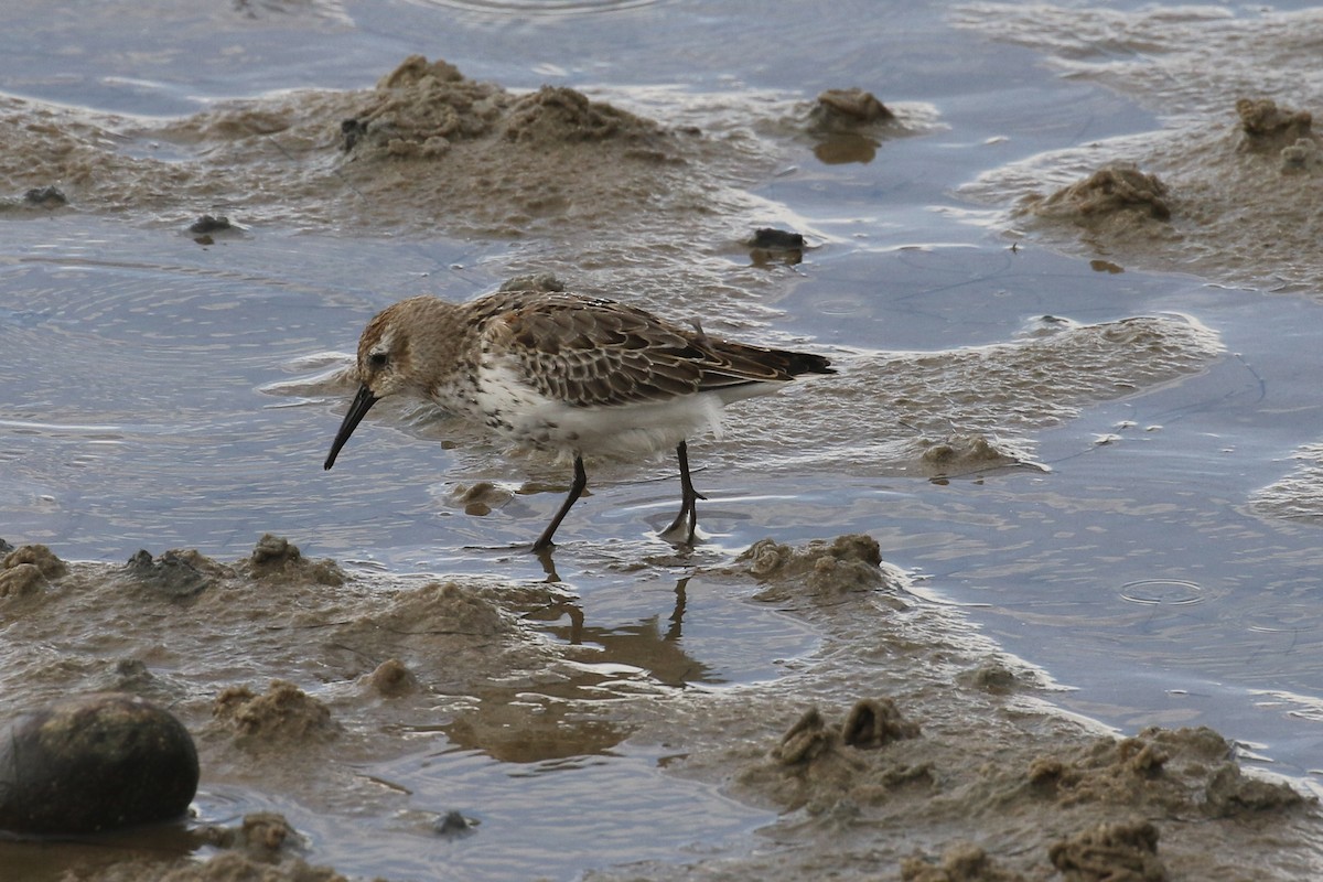 Dunlin - ML645662967