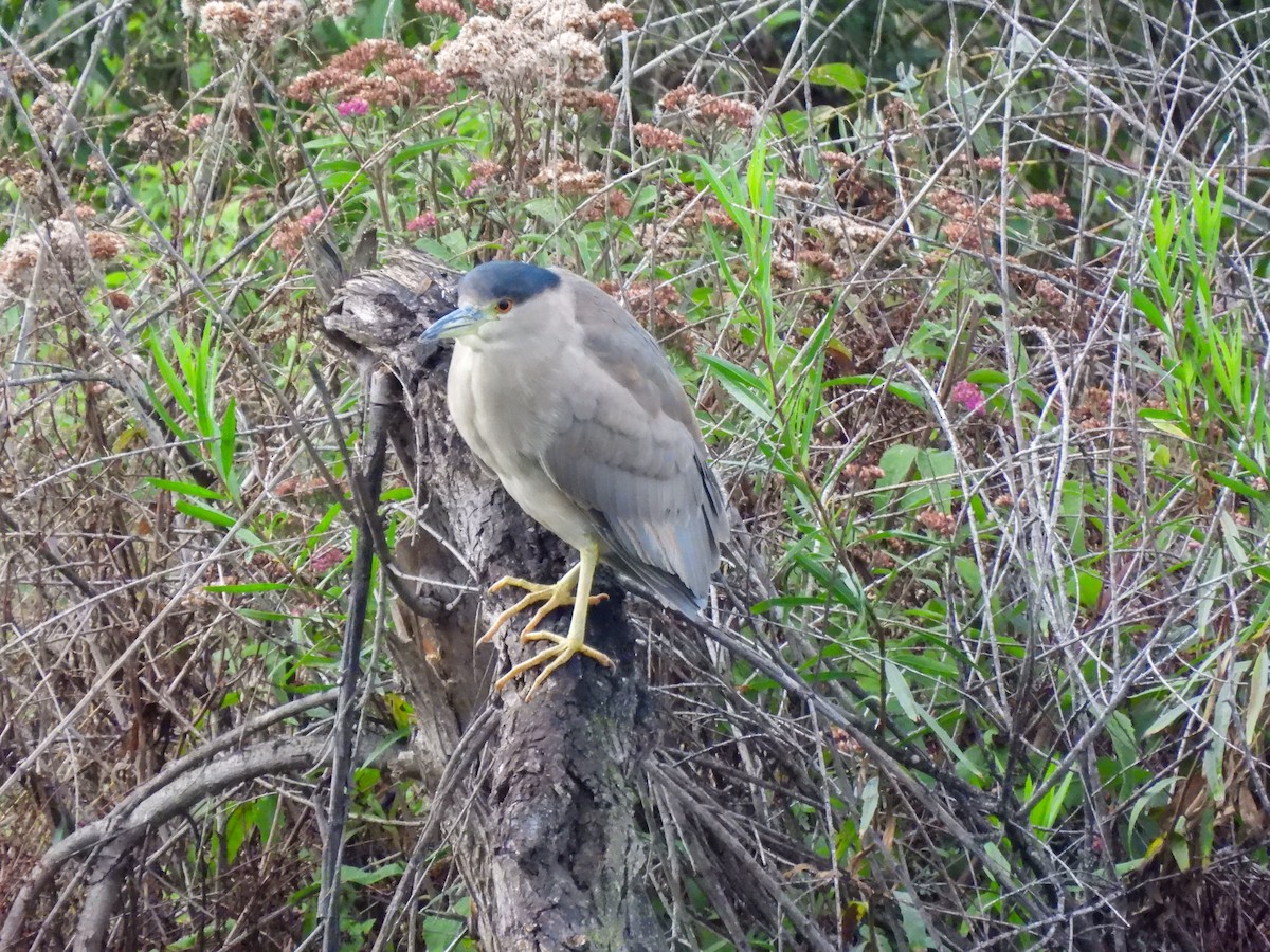 Black-crowned Night Heron - ML645662968