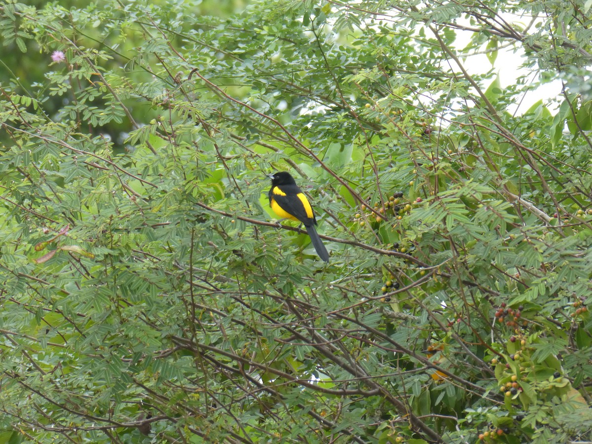 Black-cowled Oriole - ML645662969