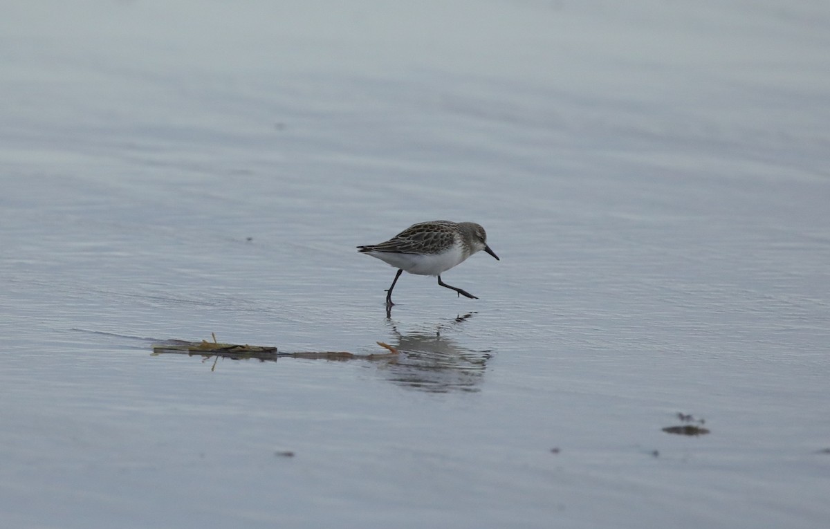 Semipalmated Sandpiper - ML645662970