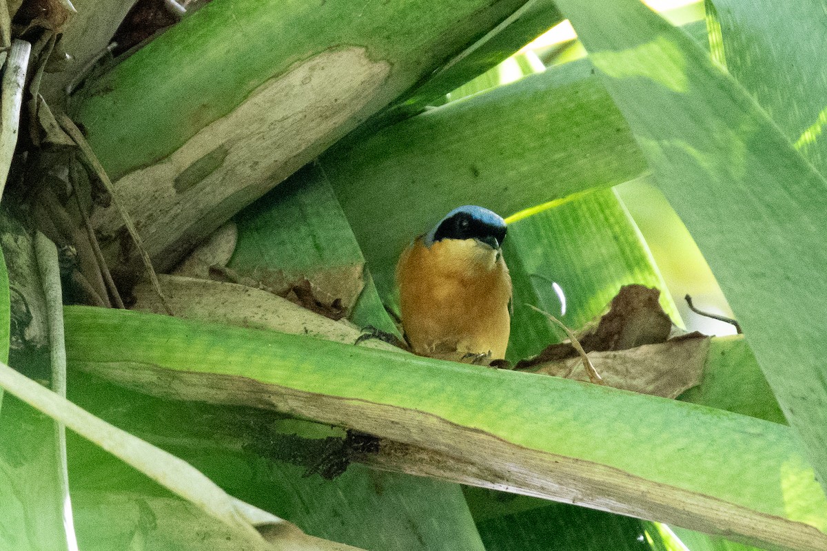 Fawn-breasted Tanager - ML645662971