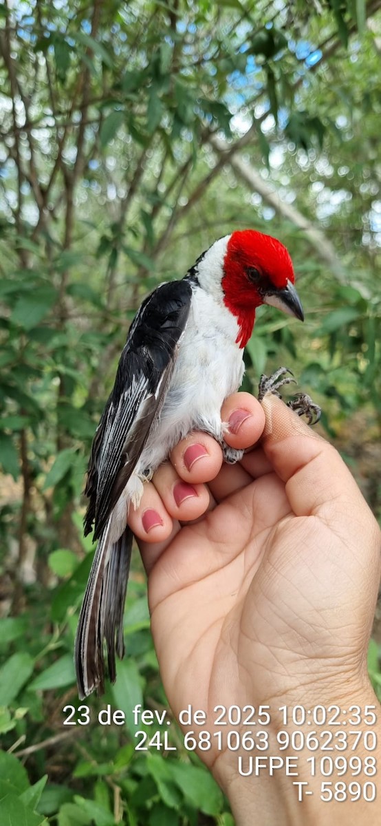 Red-cowled Cardinal - ML645662972