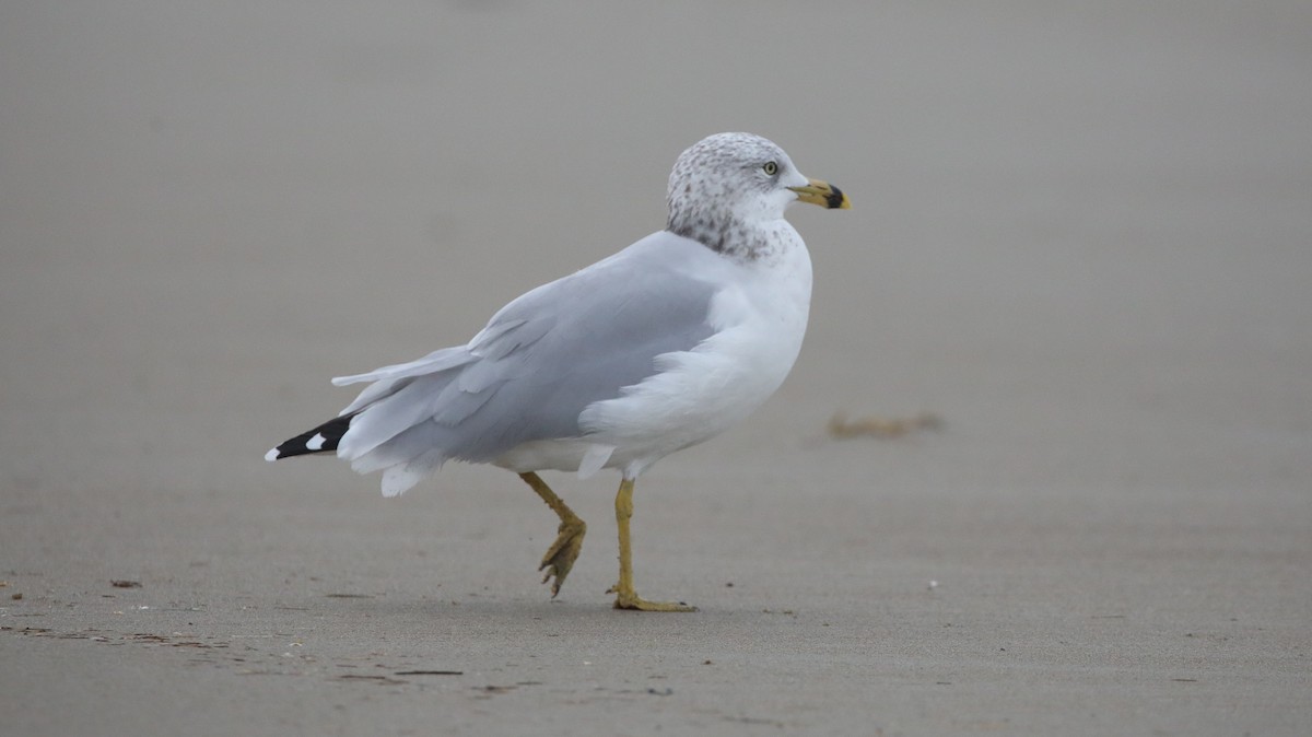 Ring-billed Gull - ML645662973
