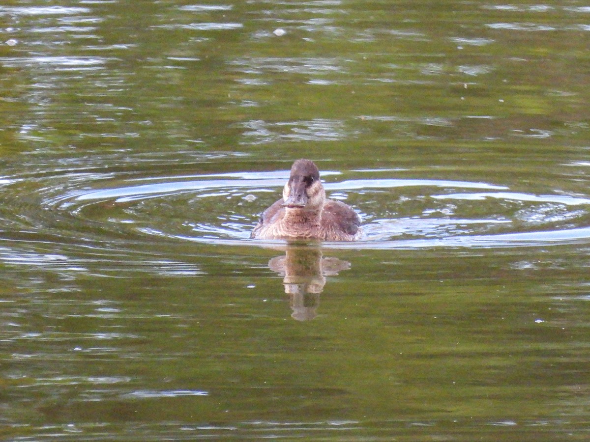 Ruddy Duck - ML645662974