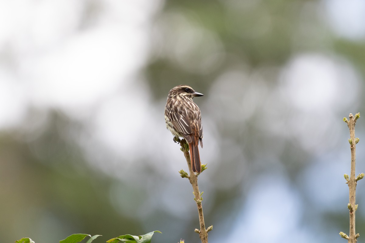 Streaked Flycatcher - ML645662975