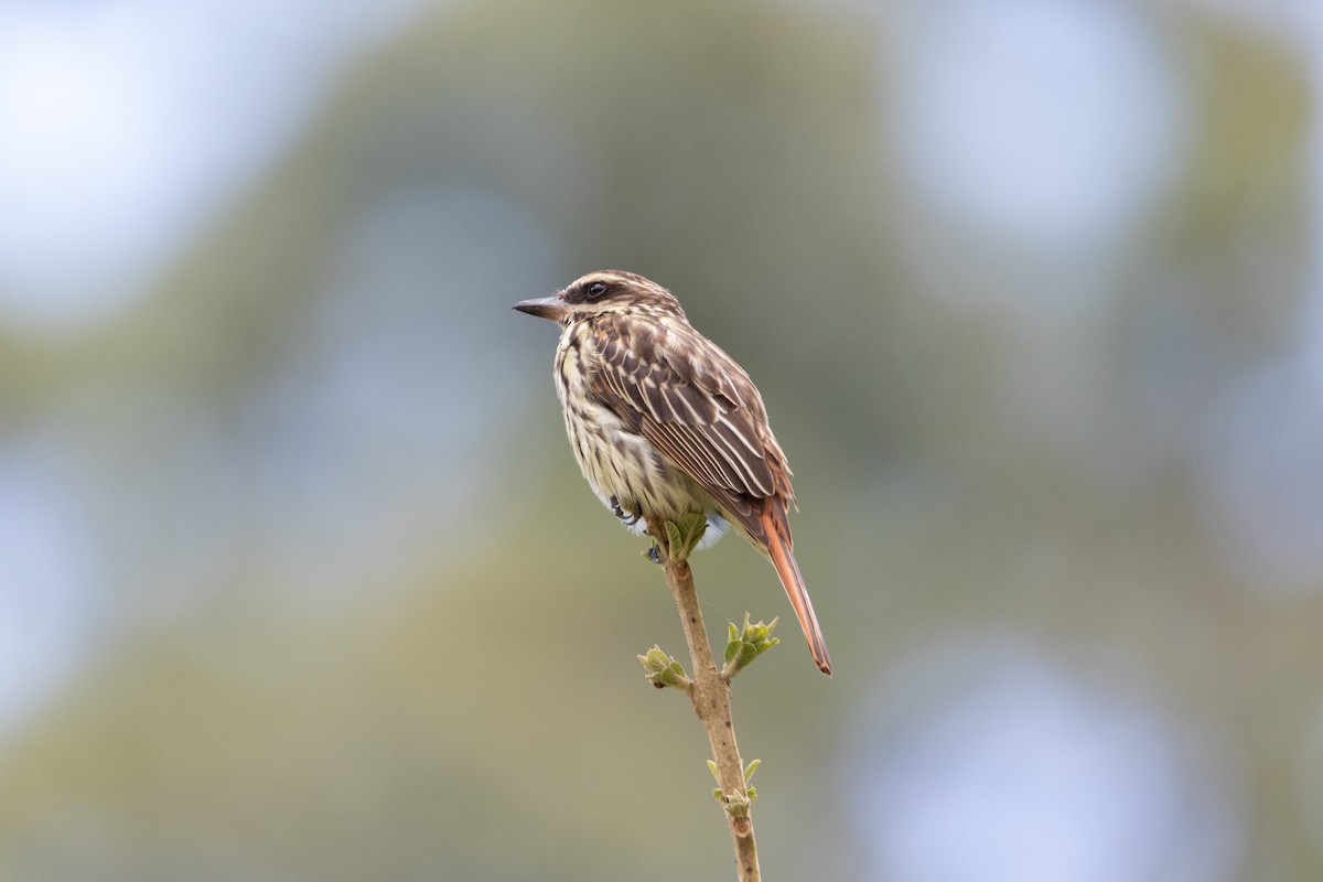 Streaked Flycatcher - ML645662976