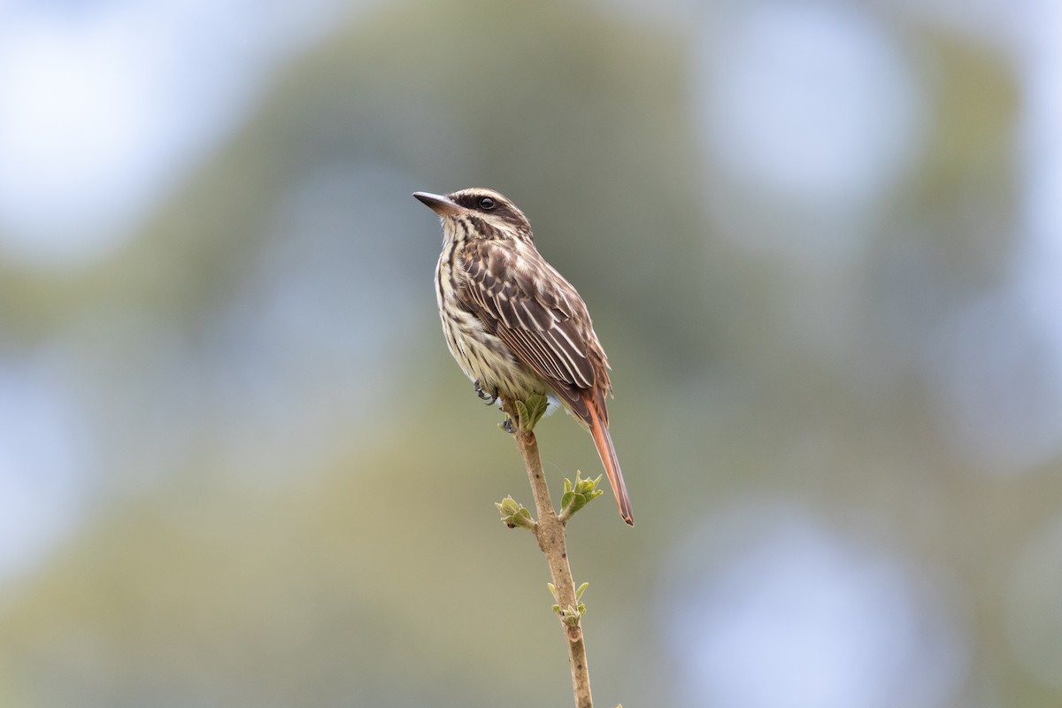 Streaked Flycatcher - ML645662977
