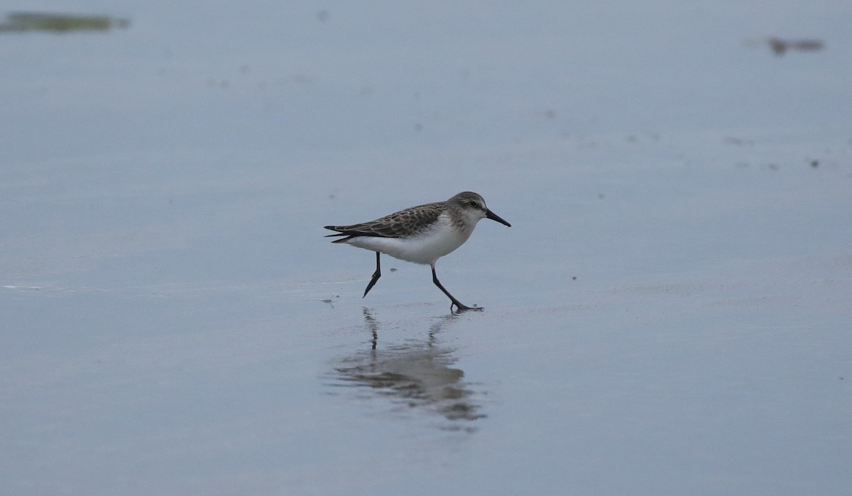 Semipalmated Sandpiper - ML645662979
