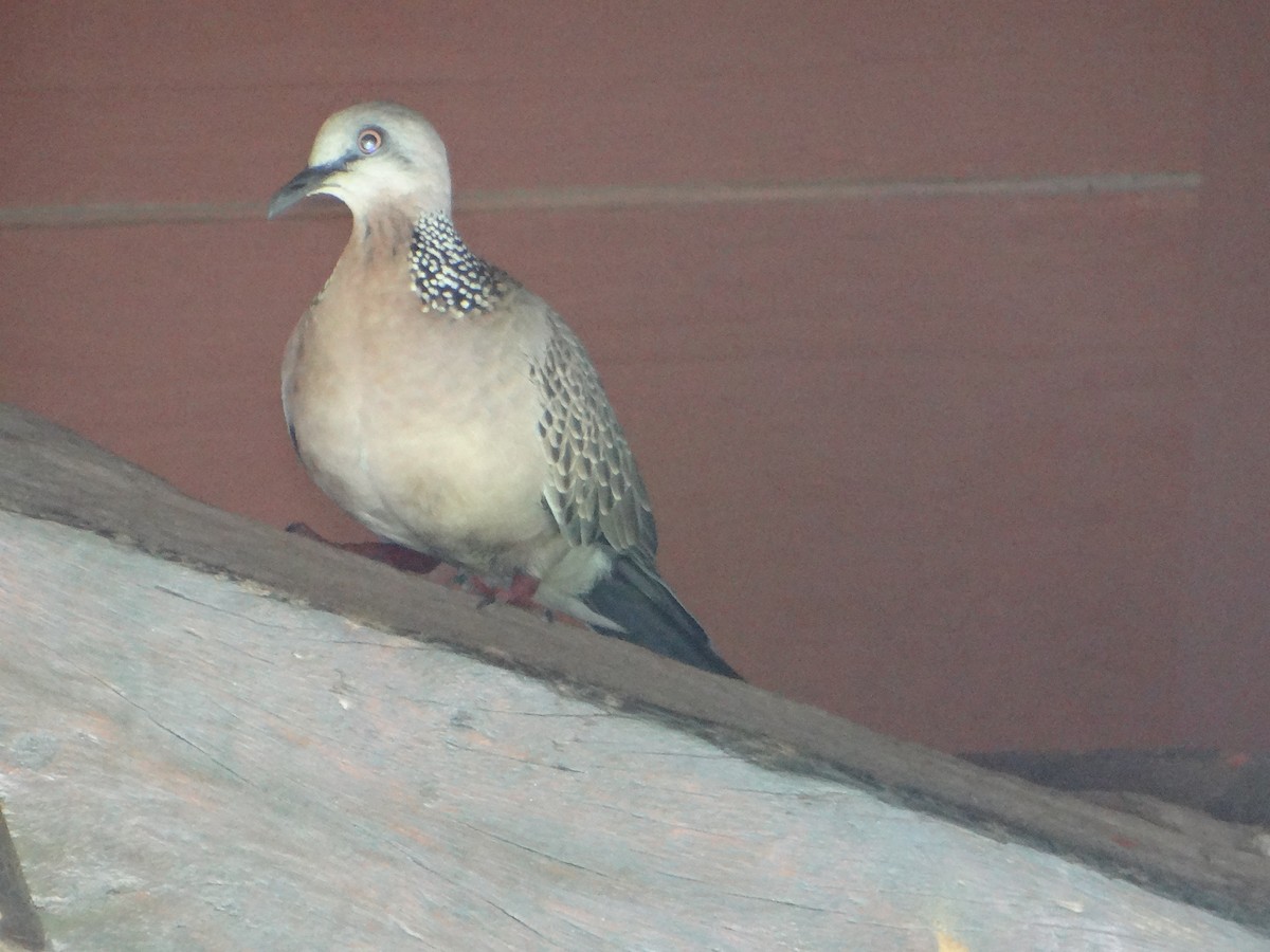 Spotted Dove - ML645662980