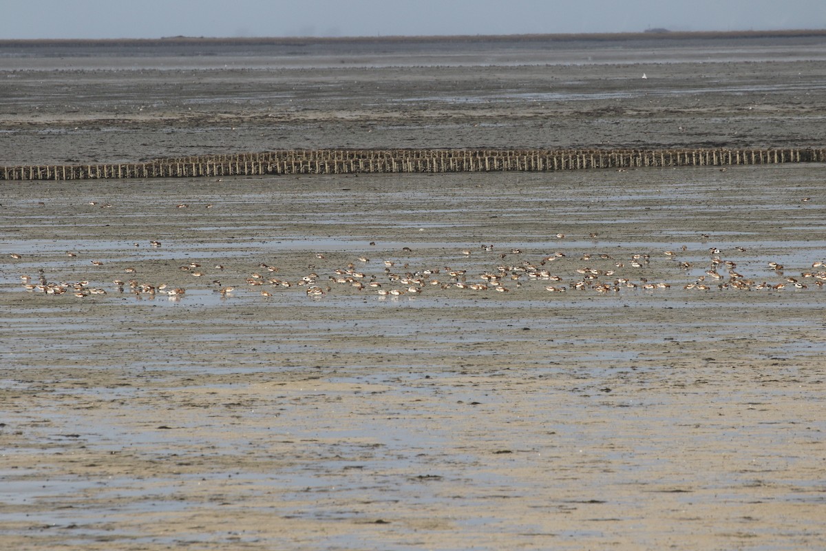 Eurasian Wigeon - ML645662981