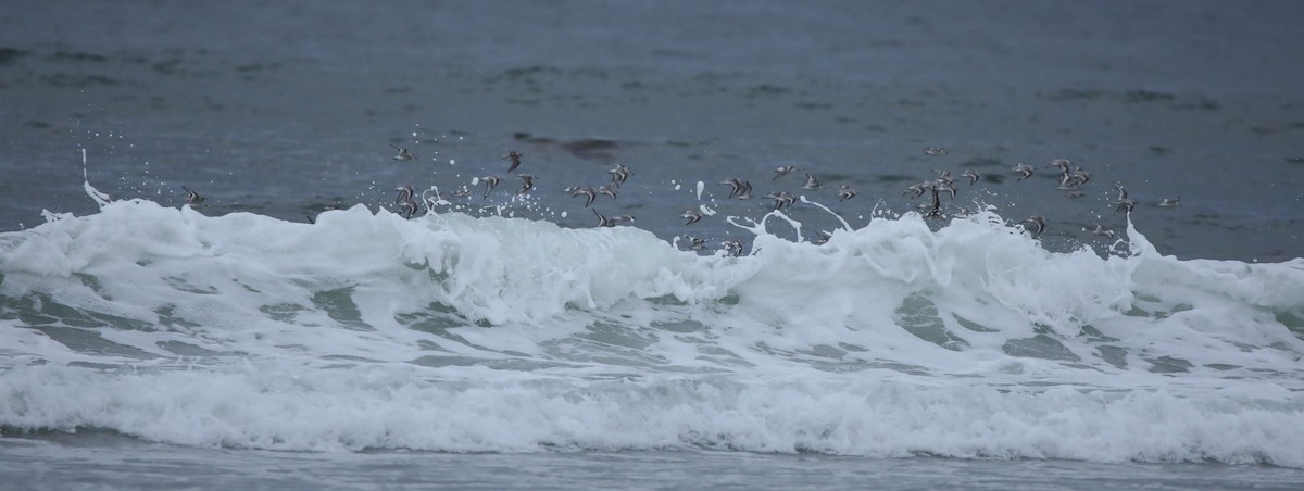 Sanderling - ML645662982