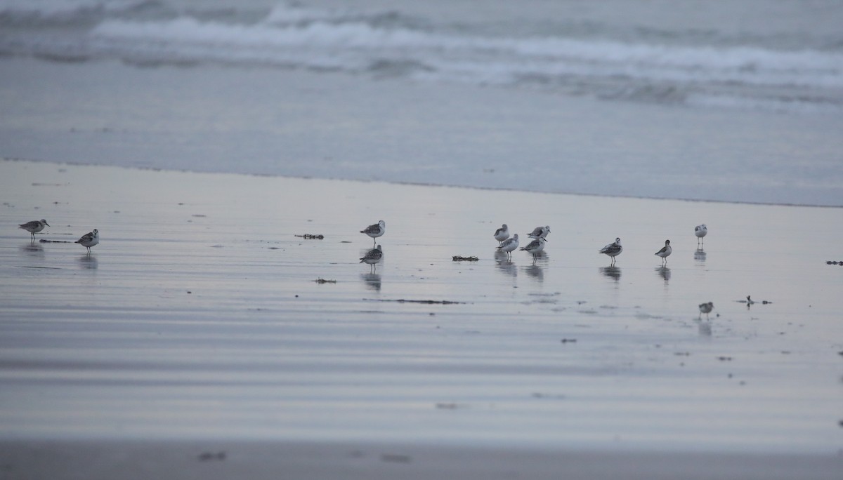 Sanderling - ML645662983