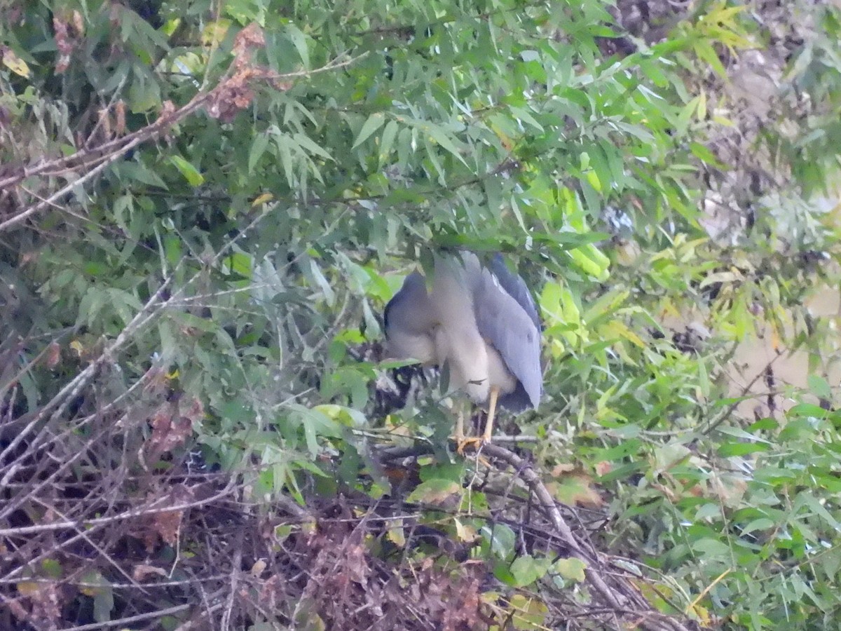 Black-crowned Night Heron - ML645662984