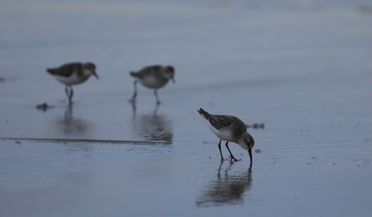 Semipalmated Sandpiper - ML645662992