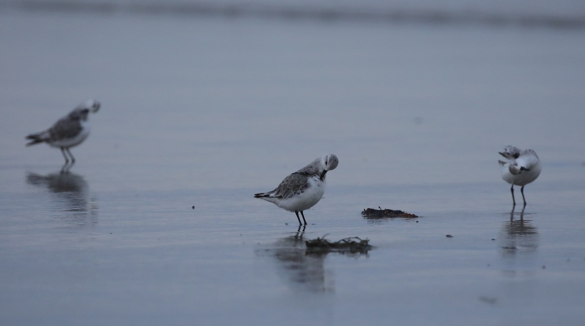 Piovanello tridattilo - ML645662995