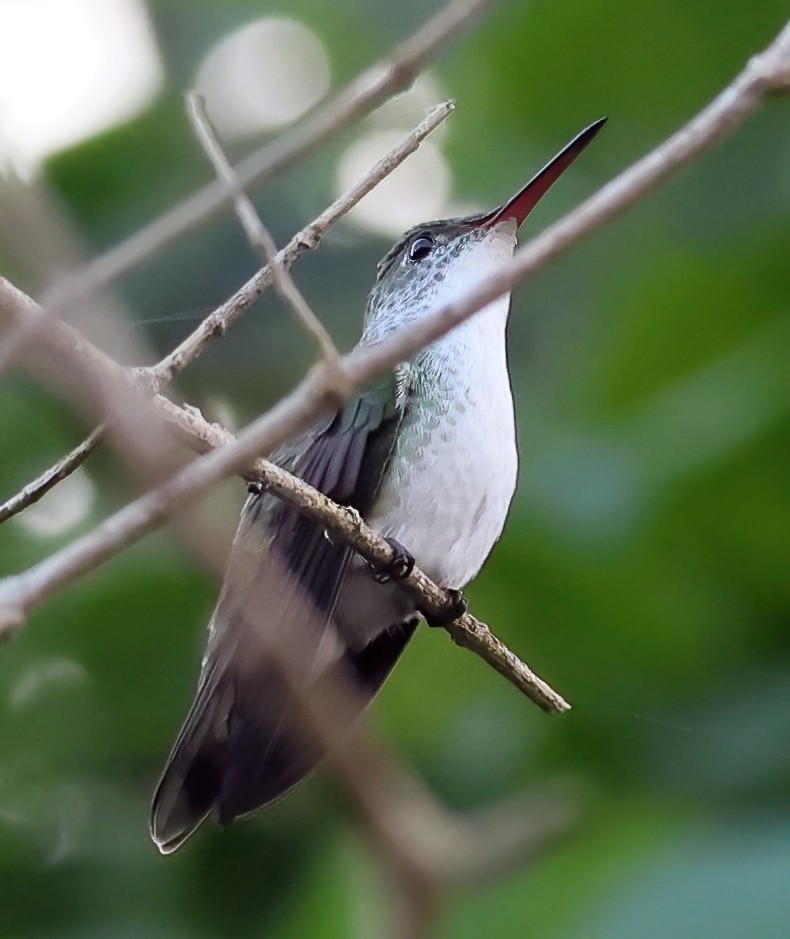 Ariane candide - ML645663000